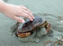 Krab