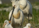 strandhuisjes vlakbij natuurgebied