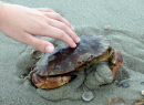 krab op strand Kamperland